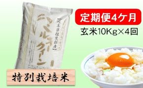 特別栽培米★[定期便] 4カ月★毎月 玄米10kg【ミルキークイーン】 お米 ブランド米 銘柄米 ご飯 モチモチ 低アミロース米 冷めても美味しい
