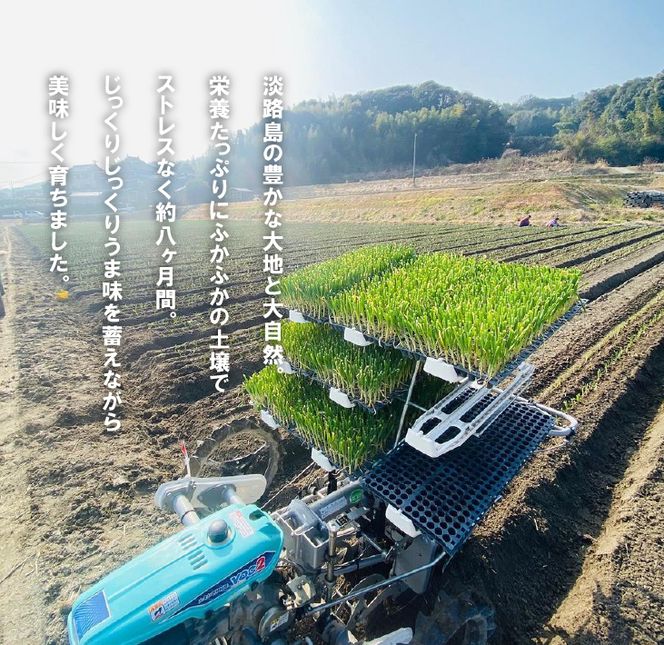 【新玉ねぎ】淡路島たまねぎ（10キロ）【発送時期：2026年5月頃】　玉ねぎ 産地直送