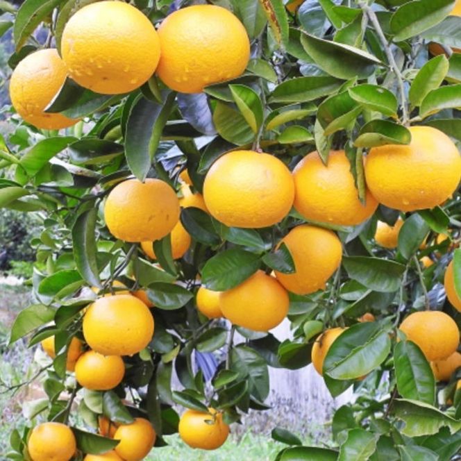 【先行予約】【産直】和歌山由良町産 木成り熟成 八朔 訳あり 約10kg（サイズ混合）