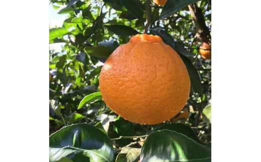 【先行予約】 【先行予約】有田育ちの不知火 (しらぬい)(訳あり 家庭用)約5kg◇