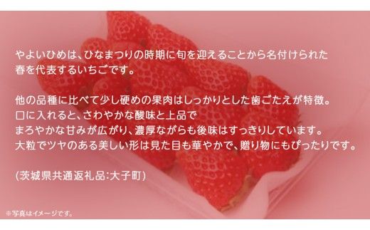 やよいひめ 大粒 250g（8～12粒）×4パック【2026年12月上旬発送開始】(茨城県共通返礼品：大子町) いちご 苺 果物 フルーツ 果実