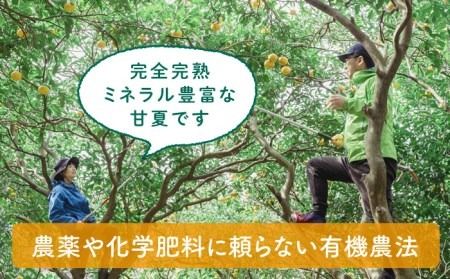 【先行予約】【有機栽培】甘夏 5kg 栽培期間中 農薬不使用 【2025年4月中旬以降順次発送】糸島市 / わかまつ農園 [AHB050] 果物 フルーツ