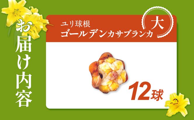 【ふるさと納税】【期間限定】ユリ球根　大球ゴールデンカサブランカ黄色 12球　黄花品種 花 フラワー 園芸 ガーデニング 植物 高品質 送料無料