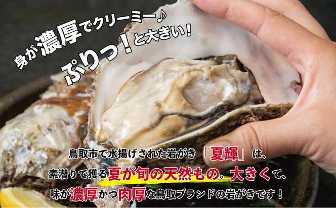 鳥取賀露港 天然岩がき「夏輝」セット【かねまさ・浜下商店】 312011_AZ002