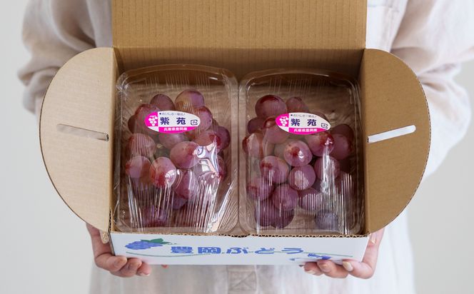 【2026年先行予約】数量限定 訳あり 豊岡ぶどう「紫苑」 約300g×6パック／ 紫苑  しえん ブドウ 葡萄 訳ありぶどう 大粒 強い甘み 爽やかな酸味 新鮮 果物 産地直送 くだもの フルーツ 上品 香り