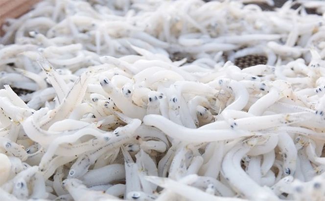 【訳あり品を瞬間凍結】釜あげシラス 200g×4パック 魚貝類 