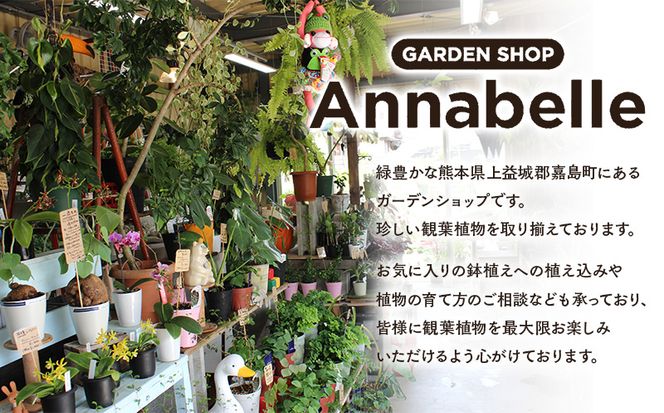 FKK19-812_コウモリラン ステマリア コルク板付