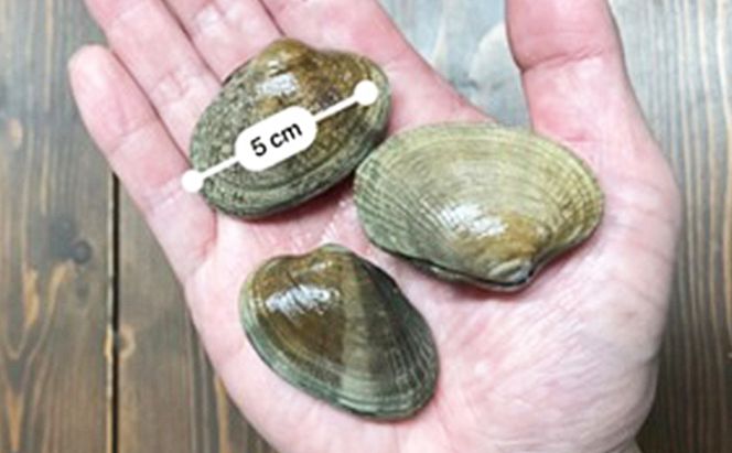 北海道 厚岸産 スーパー あさり（Lサイズ）1kg アサリ 味噌汁 魚介類 浅利 