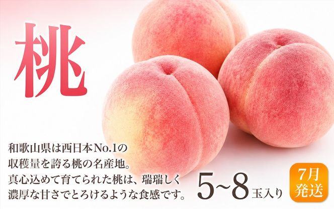 【全3回定期便】和歌山の旬のフルーツ定期便！人気の桃・ピオーネ・梨をお届け♪ 【tkb306】