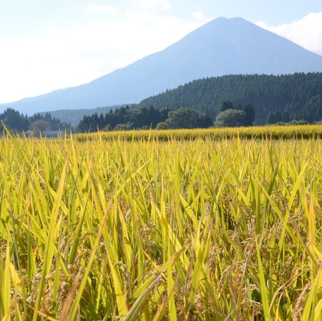 【新米 令和7年産】無洗米ヒノヒカリ 5kg（国産 米 新米 無洗米 お米 精米 5kg 数量限定）