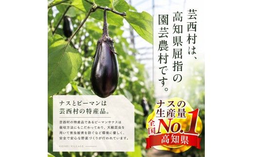朝どれ！野菜の詰合せ 3ヶ月定期便 芸西村で採れた新鮮な野菜6～8種類をお届けします。 野菜 野菜詰め合わせ 野菜セット 詰め合わせ ナス ピーマン 