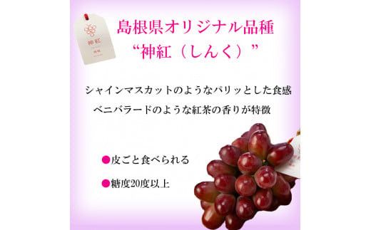 島根県オリジナル品種　神紅1房（500ｇ見当） 甘い 美味しい 新鮮  ぶどう フルーツ 果物 出雲市産 322032_CG003