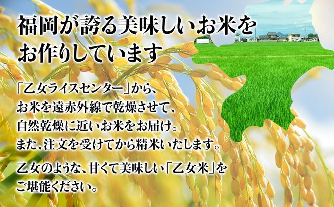 令和6年産「乙女のお米」元気つくし １０kg