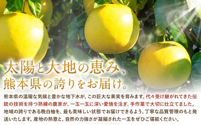 先行予約 晩白柚 約3kg 株式会社エフビーネット《12月上旬-1月下旬頃出荷》熊本県 氷川町 果物 フルーツ 熊本県産 ジューシー ばんぺいゆ バンペイユ---hkw_efn_5_3kg---