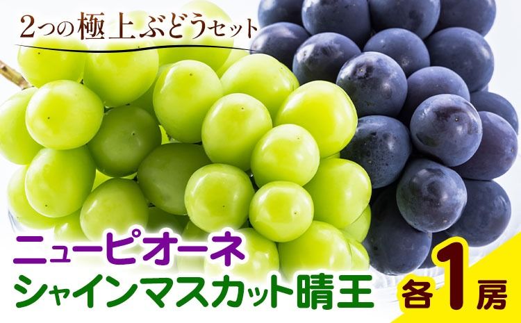 [2026年先行予約]ぶどう 詰合 ニューピオーネ1房(1房480g以上) シャインマスカット 晴王 1房(1房480g以上) 化粧箱入り 株式会社山博[2026年8月下旬-10月上旬頃出荷]岡山県 笠岡市 フルーツ 果物 葡萄 マスカット お取り寄せ[配送不可地域あり]---Y-35---
