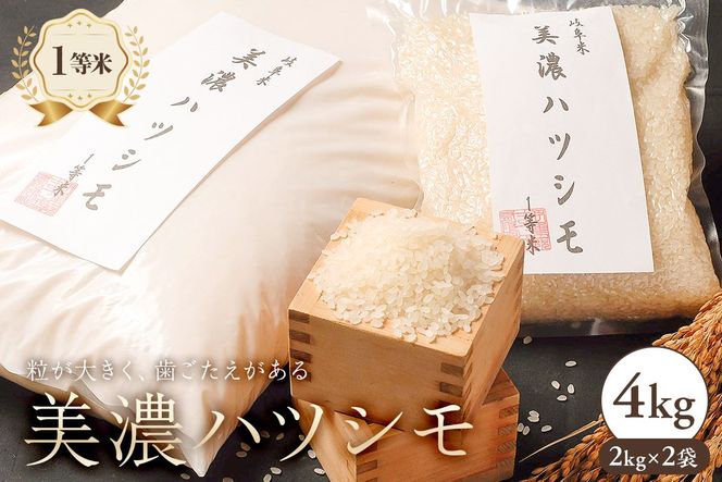 2025年産米　美濃ハツシモ　１等米４kg（２kg×２袋）【0021-006】