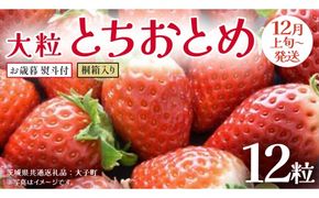 【 お歳暮 熨斗付き 】 桐箱入り 大粒 とちおとめ 12粒 (茨城県共通返礼品：大子町) いちご 苺 果物 フルーツ 果実 贈答用 ギフト 贈り物