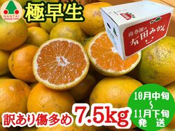 訳あり 傷多め 極早生 有田 みかん 7.5kg L～SS サイズおまかせ 南泰園 和歌山 有田みかん BS622