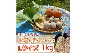 桃山ぶどう園の『ぎんなん(殻付き)』Ｌサイズ　約1kg　※北海道・沖縄・離島への配送不可　※2025年11月上旬頃より順次発送予定