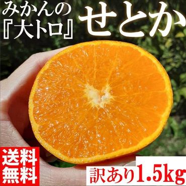 みかん の大トロ せとか 1500g 訳あり ブランド 和歌山 有田みかん 農家直送 オレンジ フルーツ 果物 CE043