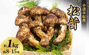 小諸市収穫　松茸　約1kg（8～15本） 野菜 きのこ マツタケ