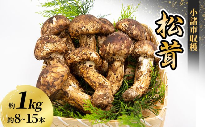 小諸市収穫　松茸　約1kg（8～15本） 野菜 きのこ マツタケ