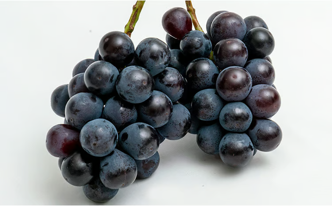 桃 ぶどう 2026年 先行予約 果物 詰合せ 白桃 2玉（1玉220g以上）ニューピオーネ 2房（1房480g以上）化粧箱入り もも 葡萄 岡山県産 国産 フルーツ 果物 ギフト 上品な甘み とろける 強い甘み 酸味 [№5735-1468]