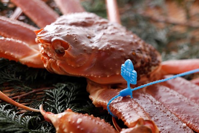 yɌLszy󂠂z^O tKj900gO