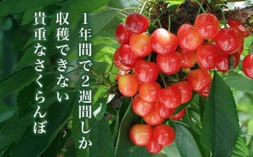 旬のさくらんぼ 約500g ＆ 旬の果実ゼリーセット［小布施屋］ 佐藤錦 紅秀峰 紅てまり など くだもの 果物 サクランボ バラ詰め ブラムリーゼリー チェリーキッスゼリー 令和7年産 【2025年6月中旬～7月上旬発送】 ［A-1］