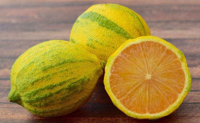 【2022年3月発送開始】斑入り レモンの木 ピンクレモネード 鉢植え 苗木 インテリア 6号 