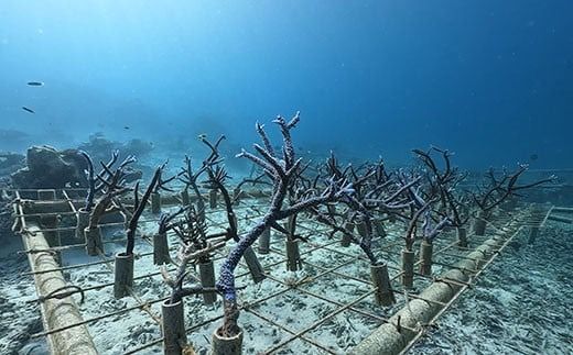 さんごの楽園プロジェクト(さんごの苗植え付け2本)【 海 海底 アクテビティ さんご サンゴ礁 サンゴ 自然 酸素 海を守る 守る SDGs 地球 地球保全 保全活動 森林 オアシス 石西礁湖 地球温暖化 環境 石垣島沖 さんご苗 苗 旅行 ツアー 海景色 海洋 海辺 海中 石垣島 石垣 沖縄 沖縄県 島 自然 】 SY-1