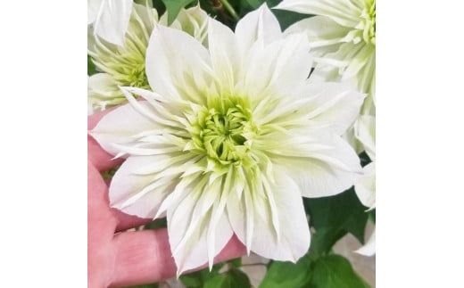 【先行予約】【長谷川園芸】オリジナル クレマチス「華川」〔ベストフラワー賞受賞品種〕５寸【母の日 ギフト プレゼント 贈答 花のある生活】(AT213)