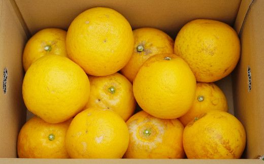 【 訳あり 】 先行予約 果樹園みどり の 樹齢30年 河内晩柑 7.5kg （ 訳あり ミックス  ）<発送期間：4月上旬～7月中旬> 家庭用 7.5kg 先行 事前 予約 受付 みかん 河内晩柑 かわちばんかん 愛南ゴールド 文旦 グレープフルーツ 和製 おいしい 愛媛 産地直送 国産 農家直送 期間限定 数量限定 特産品 ジュース 人気 限定 愛南 甘い フルーツ 柑橘 果樹園 みどり
