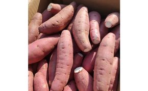 【訳あり】ねっとり甘い 紅はるか 1.5kg 313726_BW027