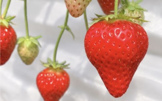 ゆめのか×さちのか味比べセット 120g×2パック / 苺 いちご 果物 フルーツ 甘い 産地直送 冷蔵 人気 おすすめ セット 高知 土佐市 家庭用【松本いちごらんど】[BQDQ003] [BQDQ003]