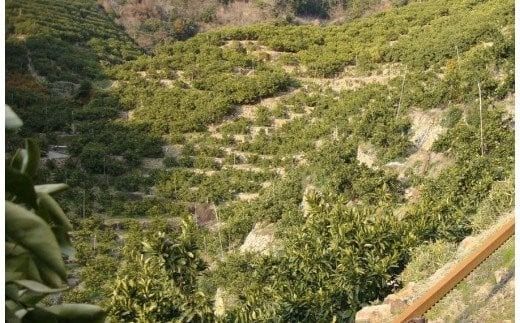 ＼光センサー選別／ 【先行予約】＼数量限定／ 希少品種 ご家庭用 ゆら早生みかん 約2kg サイズ混合【2025年10月上旬頃より順次発送】【nuk143D】