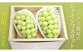 ハウス栽培 の シャインマスカット 2房 ( 約1kg～1.2kg ) 令和8年産 先行予約 ぶどう ブドウ 葡萄 フルーツ [EK002ci]