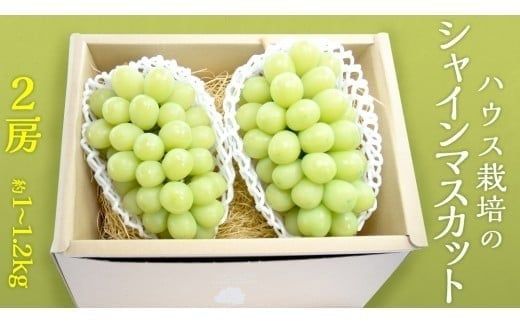 ハウス栽培 の シャインマスカット 2房 ( 約1kg～1.2kg ) 令和8年産 先行予約 ぶどう ブドウ 葡萄 フルーツ [EK002ci]