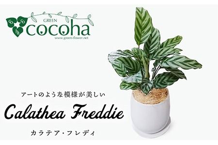 yszJeA E tfB s / cocoha [AWB017] ϗtA  O[ 炵 CeA A   
