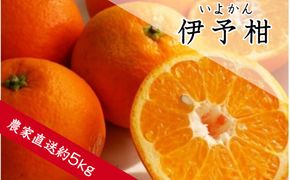 【1191】伊予柑（約5kg）（A1191-1）