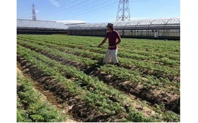 〈予約受付〉 メディア出演多数！【期間限定】（訳あり） 冬の寒さでぎゅっと濃い！虹色のカラフルにんじん 5kg 鈴盛農園 農家直送 甘い スーパーフード 健康 自慢 ジュース サラダ ギフト 贈り物 βカロテン ポリフェノール リコピン ジューシー 規格外 自慢 おためし H022-017