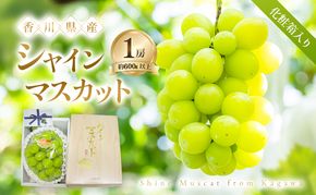 【8月31日(夏休み)までの期間限定!!】 シャインマスカット 1房 化粧箱入り(約600g以上) ぶどう ブドウ 葡萄 香川県産 国産 フルーツ 果物