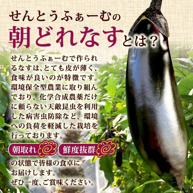 朝採れナス 選べる 約1.5kg ~ 3kg 単品 定期便 茄子 ナス 国産 高知 農家直送 野菜 ベジタブル 新鮮 なす 薄皮 焼きナス 美容 健康 朝どれ 焼き肉 アウトドア BBQ 和食 洋食 中華 おかず なすび せんとうふぁーむ 18本程度 42本程度 常温 栽培 農業 地産地消 旬 夏野菜 ヘルシー ビタミン ミネラル 食物繊維 ポリフェノール 料理 家庭菜園 レシピ 安芸市 高知県