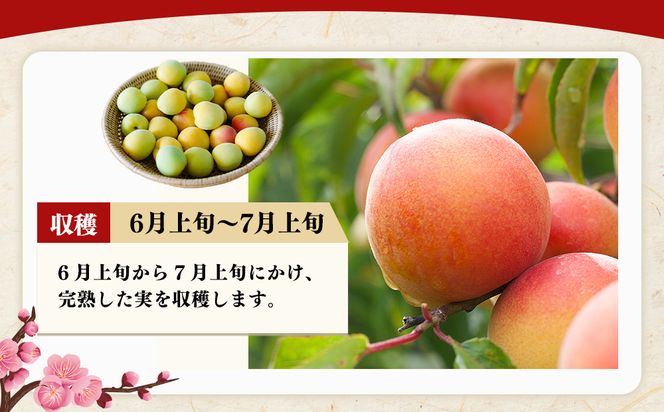 紀州南高梅つぶれ梅詰合せ