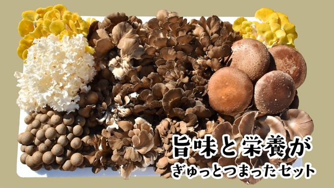 【3ヶ月定期便】きのこ の 詰め合わせ Lサイズ( 約2kg ) （茨城県共通返礼品：城里町） キノコ セット 野菜 低カロリー ダイエット デトックス バラエティ セット 新鮮 [DY007us]