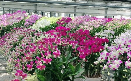 【 30セット 限定 】 デンファレ （ 洋蘭 ） 2本 立ち  《糸島》【和饗エコファーム株式会社】蘭 洋蘭 デンファレ 花 インテリア お祝い 贈り物 [AVI005]