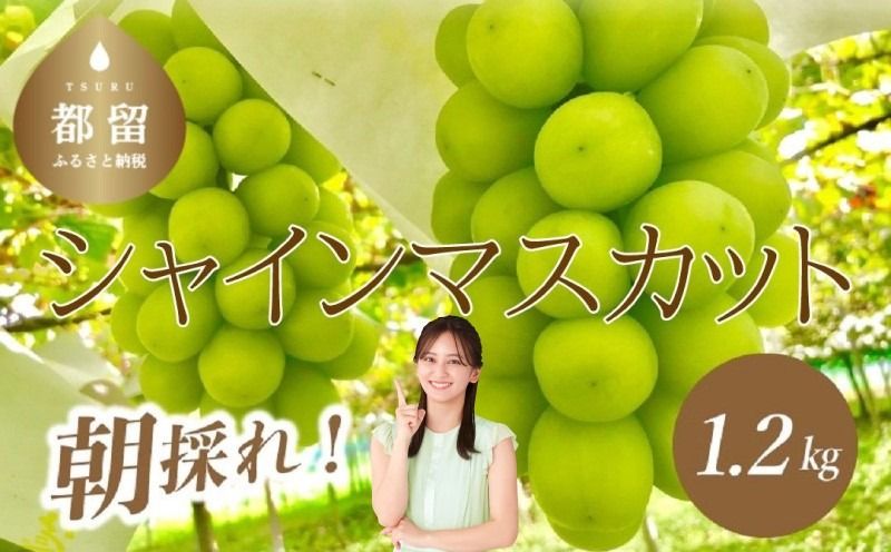 [2025年 先行予約] 山梨県産 シャインマスカット 2房 (1.2kg以上)GA001 シャイン シャインマスカット 葡萄 ブドウ ぶどう フルーツ