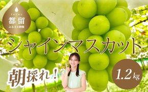 【2025年 先行予約】 山梨県産 シャインマスカット ２房 (1.2kg以上)GA001