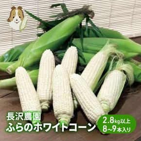 【先行受付  2027年発送】ふらのホワイトコーン 計 2.8kg 以上 (8～9本入) 白 とうもろこし ホワイトクリスピー 野菜 北海道 富良野 ギフト 長沢農園