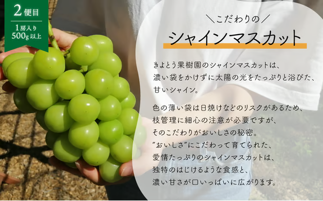 【2026年先行予約】ちょっとずつ食べたい！ピオーネとシャインマスカットの１房お試し２回便！ (定期便)(岡山県産)【KF-T042-02】
